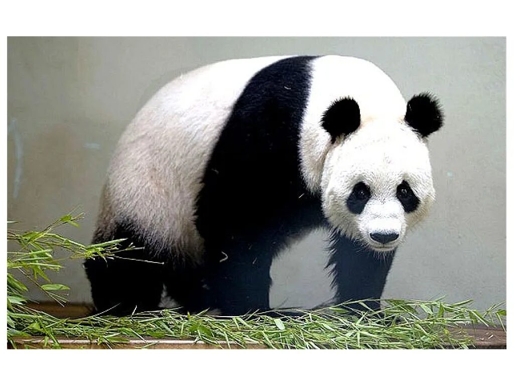 панда порода горная. большая панда. панда бамбуковый медведь. панда исчезающий вид. список панда.