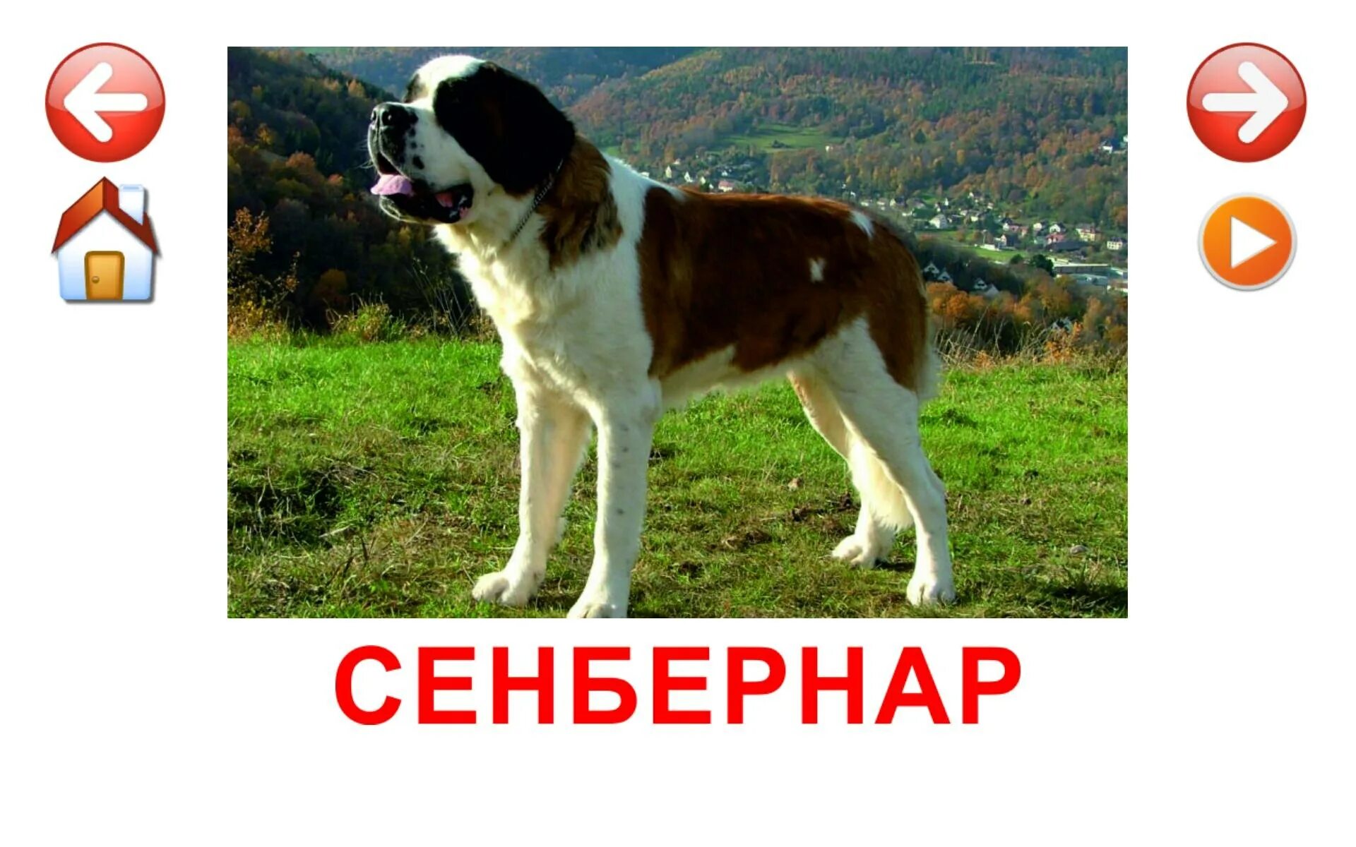 Породы собак карточки. Карточки с породами собак для детей. Собака карточка для детей. Дидактические карточки породы собак