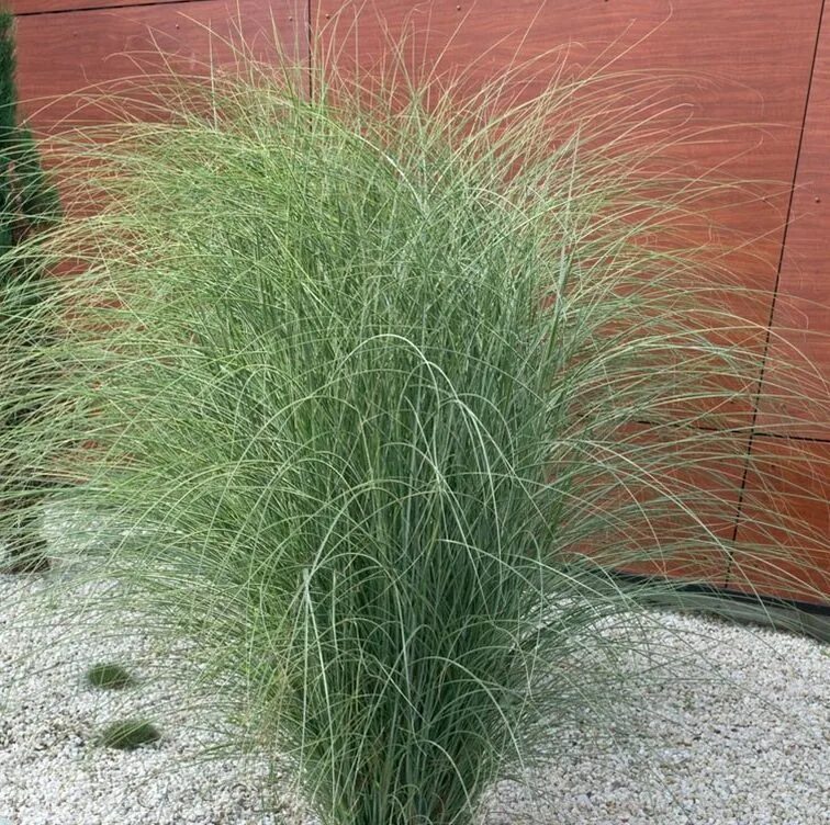 монинг лайт мискантус