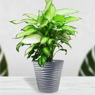 Цветы plant