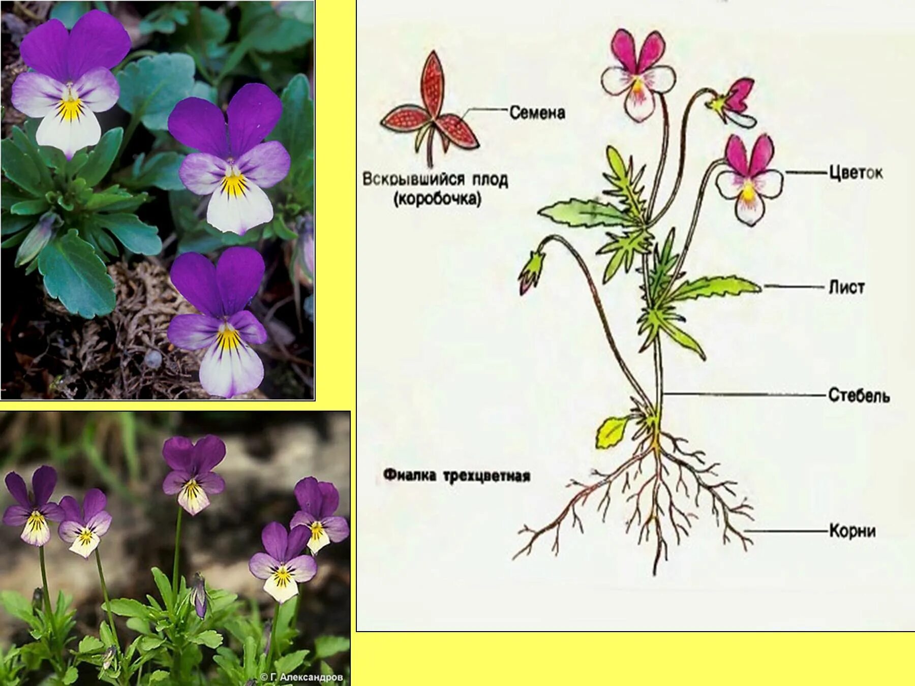 Покрытосеменные растения побег. Фиалка трехцветная формула цветка. Фиалка трехцветная плод. Анютины глазки строение цветка. Строение цветка фиалки трехцветной.