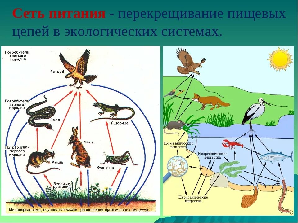 Цепи питания природной экосистемы