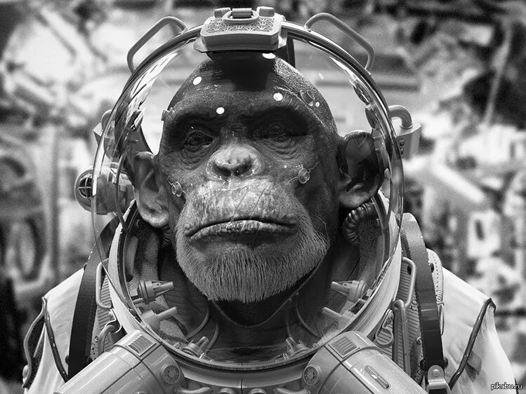 Обезьяны первыми полетели в космос. Шимпанзе Хэм космонавт. Обезьяна в скафандре. Обезьянка космонавт. Обезьяны в космосе.