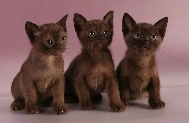 12 Incredible Burmese Cat Facts That All Cat Lovers Should Know! - Catster
