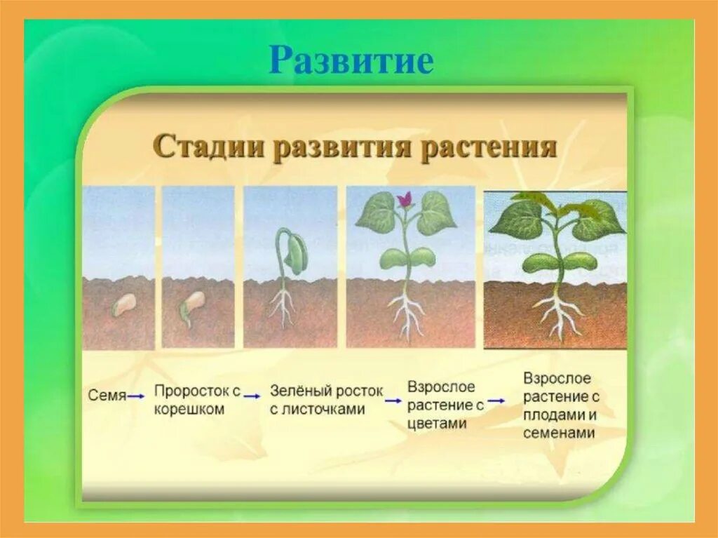 Этапы развития растений. Этапы развития растения из семени. Стадии развития растения из семени. Периоды развития растений.