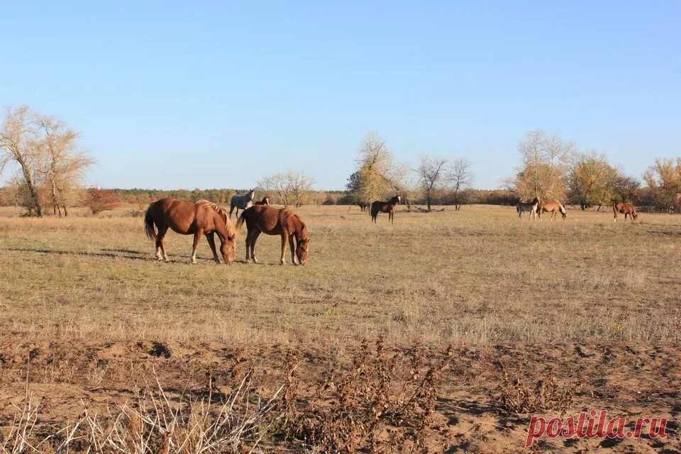 Погода чернышковский волгоградская область алешкин. Х Тормосин Чернышковский район Волгоградская область. Хутор Тормосин Чернышковский район. Х. комаров Чернышковский район Волгоградская. Волгоградская область, Чернышковский р-н, Хутор Тормосин.