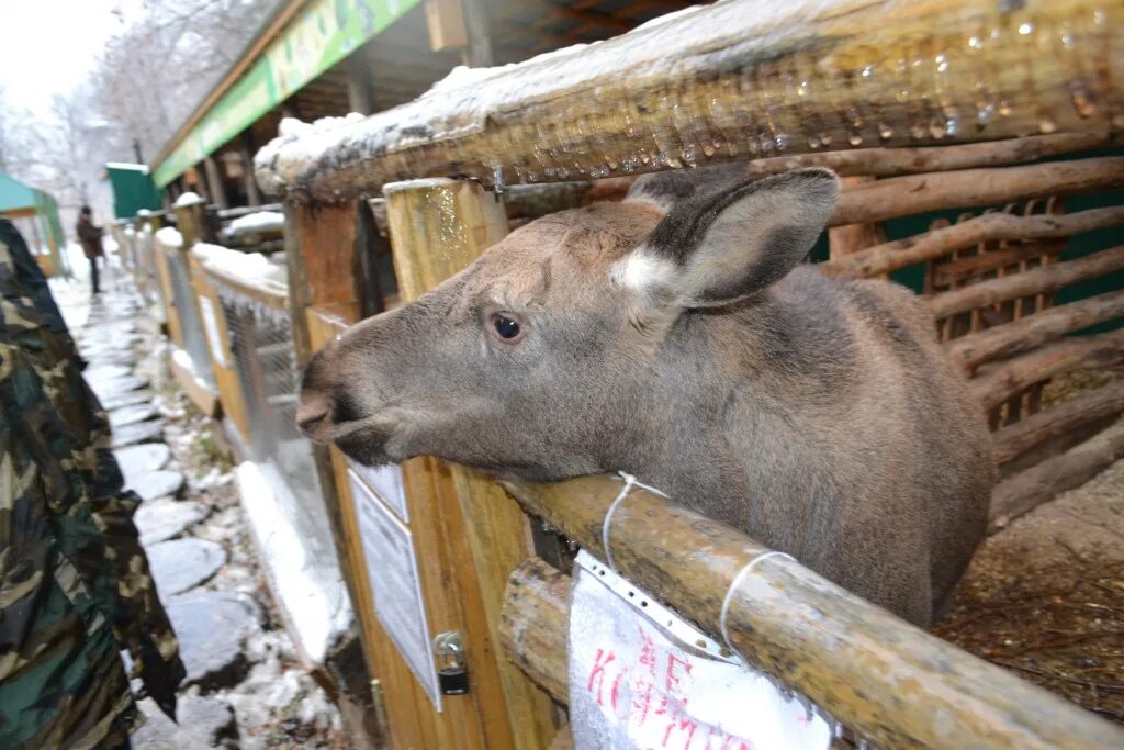 Кабан козел. Кабан козел. Кабан козёл таганрог. Кабан козел таганрог. Кабан - козёл.