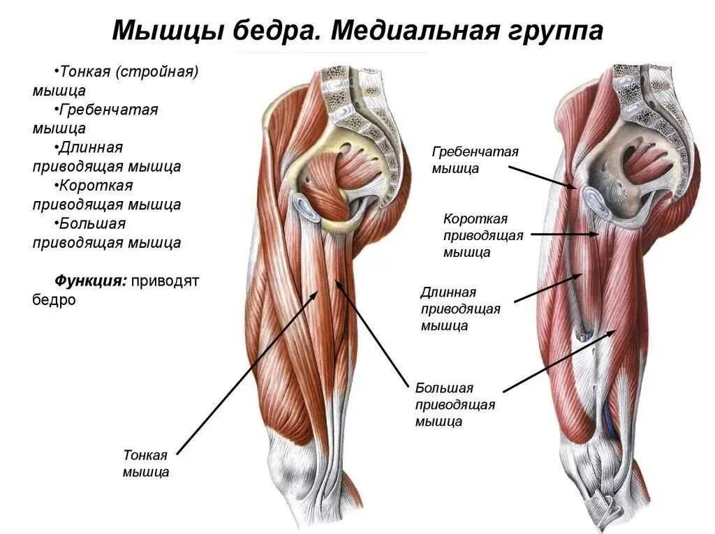Мышца поднимающая задний проход