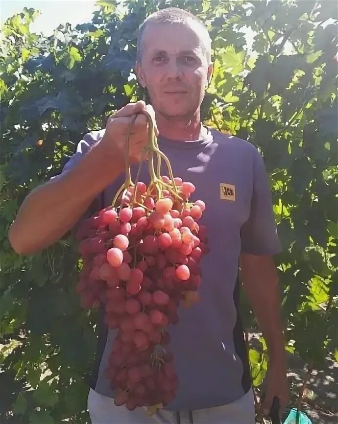Виноград велдзе описание сорта. Виноград велдзе описание сорта