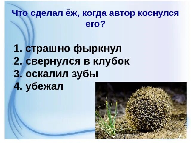 Основная мысль текста ежик. Ежик пришвин. Пришвин еж. План к рассказу еж Пришвина. Рассказ Ёжик пришвин.