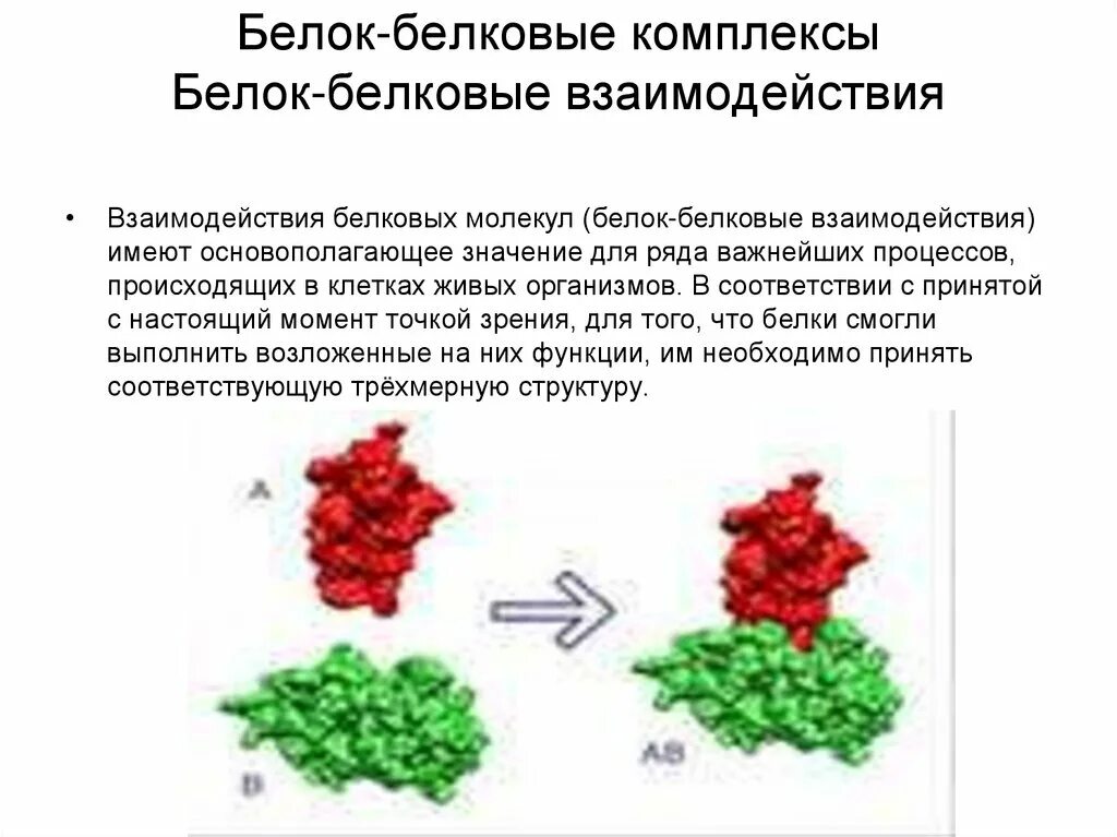 Белок-белковые взаимодействия ферментов. Белок белковое взаимодействие схема. Механизм белок белкового взаимодействия. Механизм белок белкового взаимодействия ферментов. Белково белковые взаимодействия