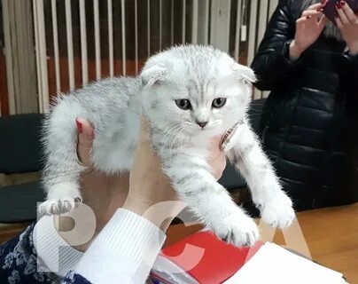 Куфар котята гомель
