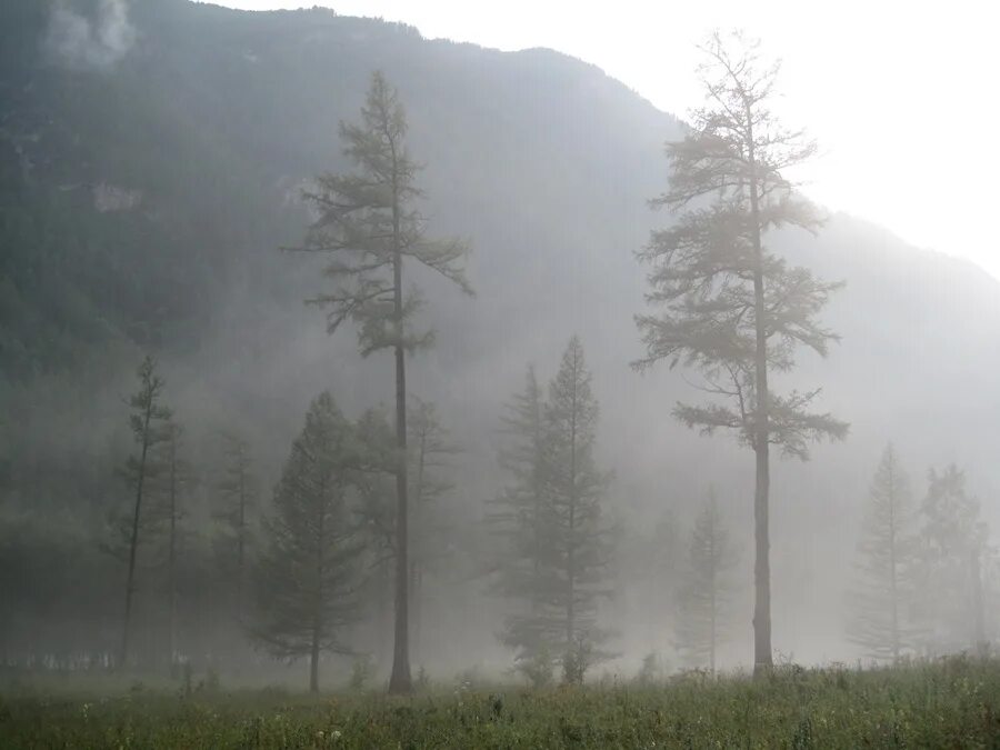 туманная топь. туманные земли как убрать туман. туманные земли как убрать туман. таинственные сосны fallout 4. туман мрачно.