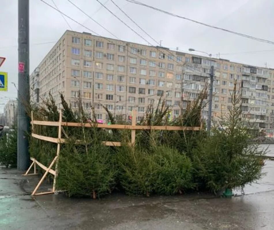 Елочные базары в санкт петербурге. Елочный базар купчинская улица. елочный базар спб купчино. ёлочные базары в купчино. елочный базар спб фрунзенский район.