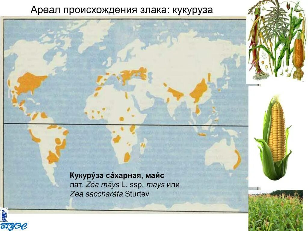 Ареал распространения кукурузы в мире. Районы распространения кукурузы в России на карте. Районы возделывания пшеницы в мире. Основные районы выращивания пшеницы кукурузы риса в мире. Сахарный тростник районы выращивания