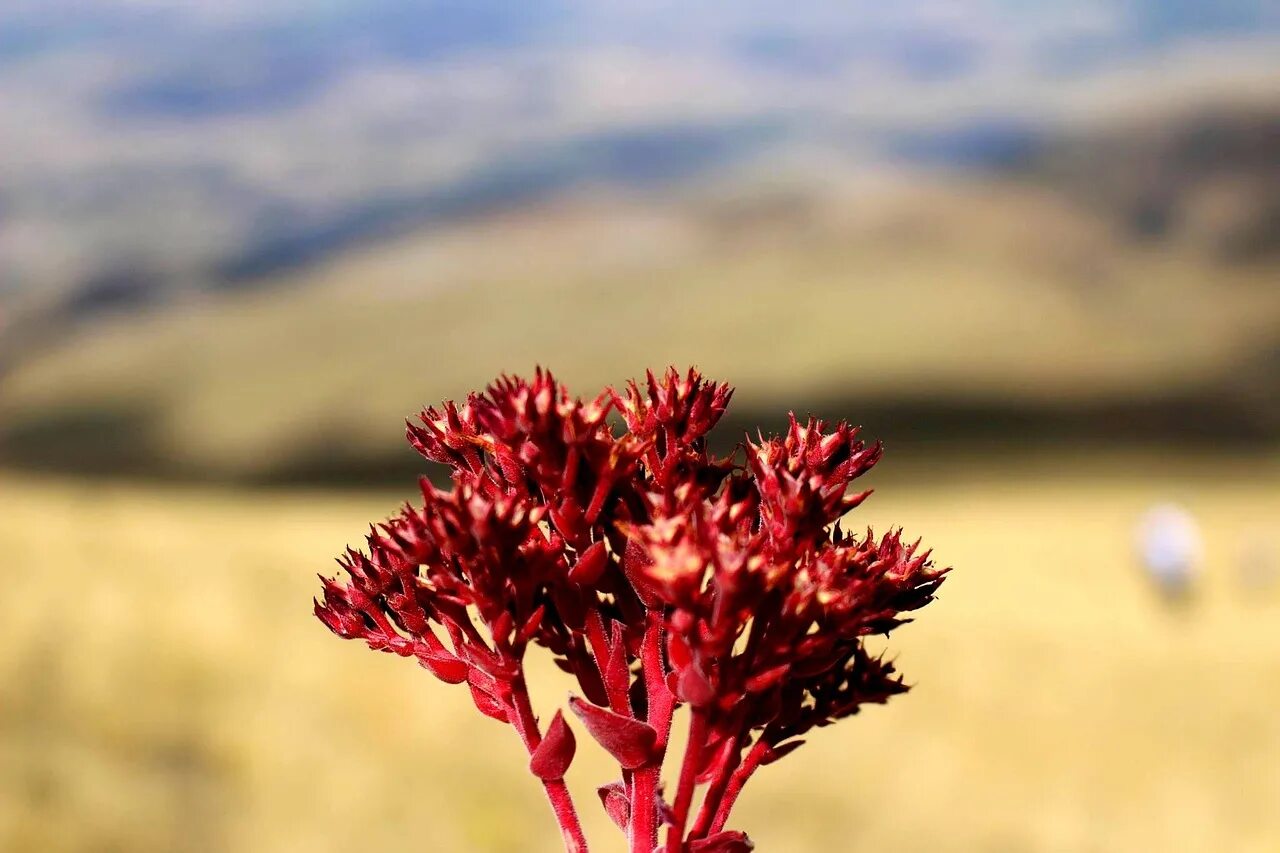 Red plant. Императа ред Барон. Красная трава. Необычные красные растения. Гималайская красная трава.