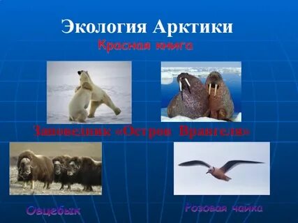 Красная книга арктических пустынь 4 класс