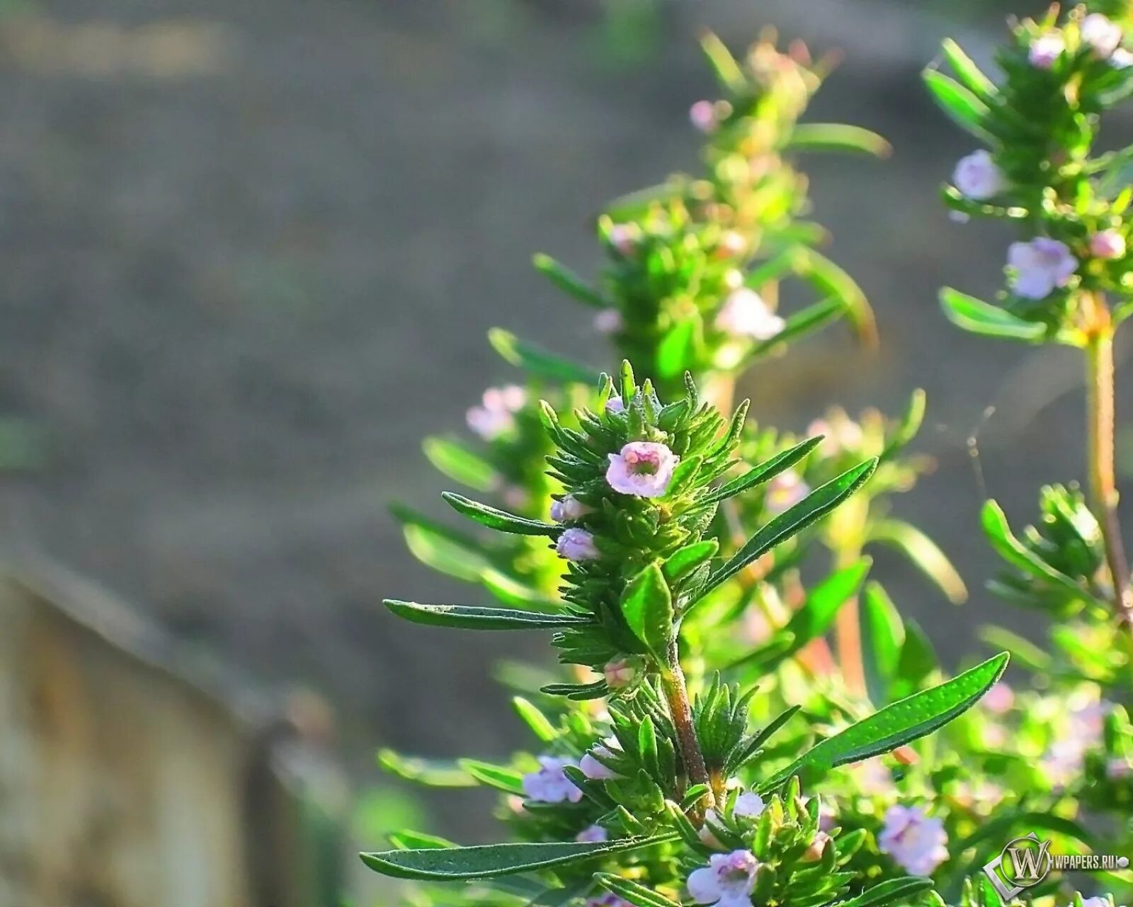 Что такое чабер. Чабер горный winter savory. Что такое чабер. Чабер душистый. Чабер (кондари).