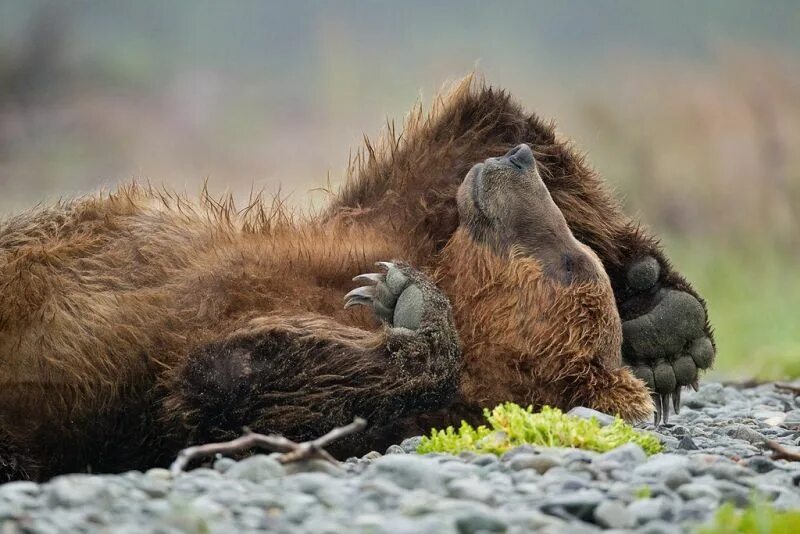Bear son. Bear son. Джим и джимбо крепкая дружба человека и медведя. Bear son. He bear she bear книга.