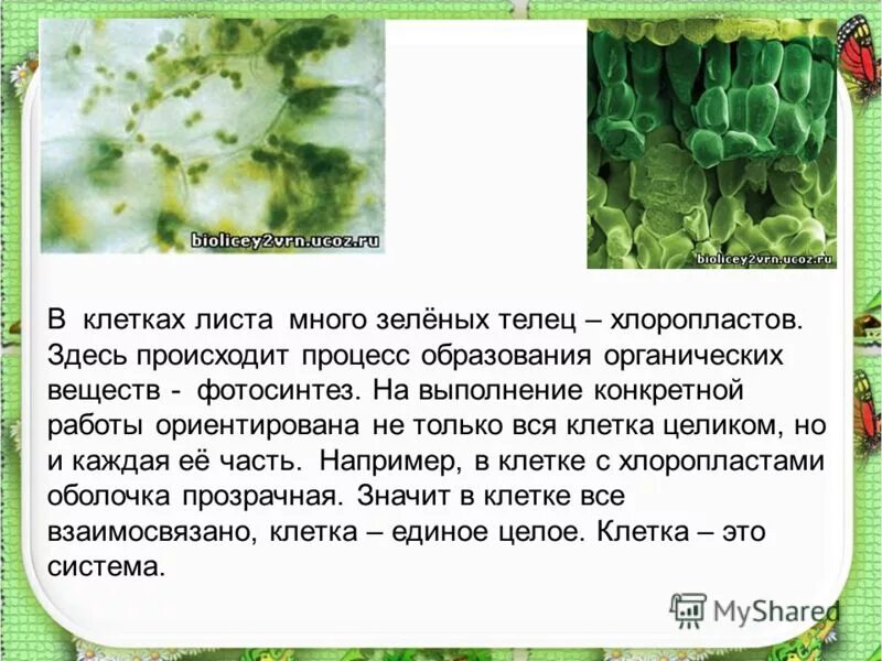 флуоресцентная микроскопия клетка растения. маленькие зеленые тельца в клетках растений. маленькие зеленые тельца в клетках растений. хлоропласты строение и функции 5 класс биология. вакуоль в клетке растений.