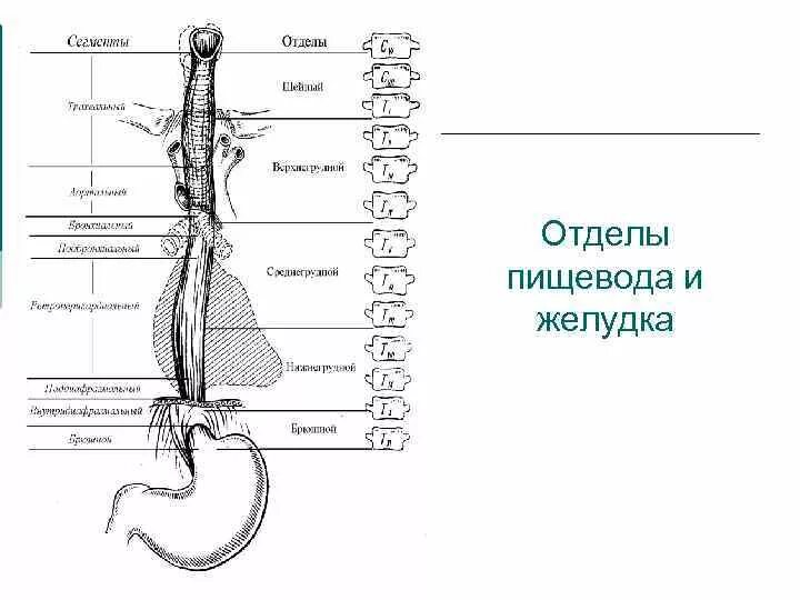 Пищевод схема. Анатомические отделы пищевода. Пищевод человека строение рисунок анатомия. Отделы пищевода схема. Схема пищевода