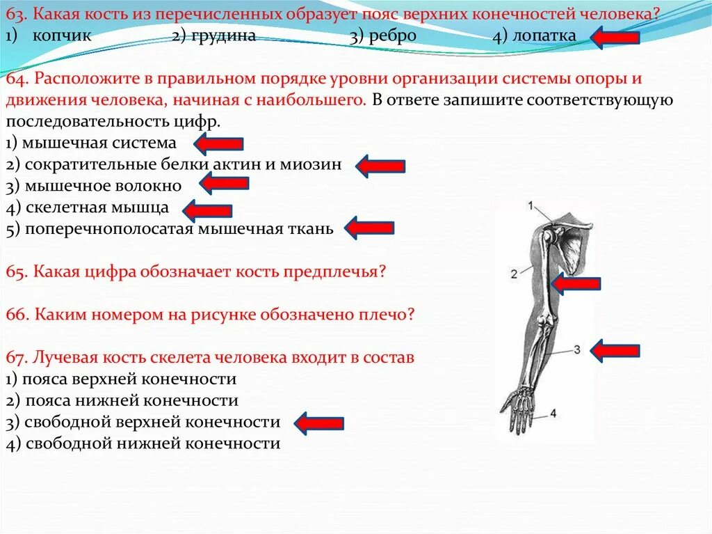 Соединения свободных конечностей. Перечислите кости пояса верхних конечностей. Скелет свободной верхней конечности функции кратко. Кости пояса верхних конечностей человека таблица. Пояс верхней конечности кости и функции.