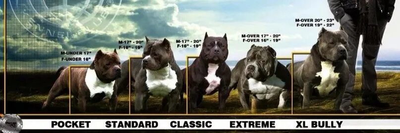 Как выглядит порода собаки американский булли American Bully Standards American bully, Bullying, Bully dog