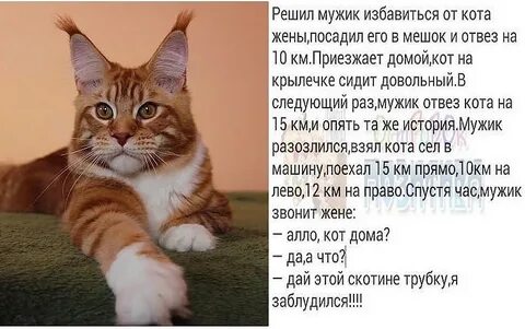 История жизни кота