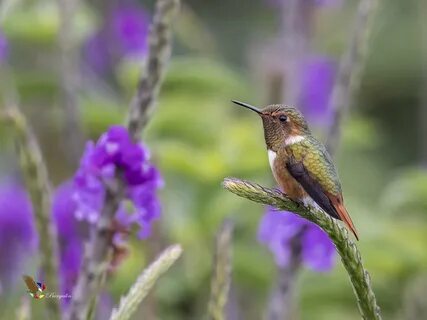 Sleep hummingbird