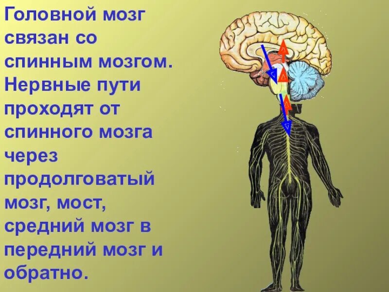 Как головной мозг связан с органами тела. Спинной мозг и головной мозг. Головной мозг связан со спинным мозгом. Гооовнойи спиной мозг связывает. Импульсы головного мозга.