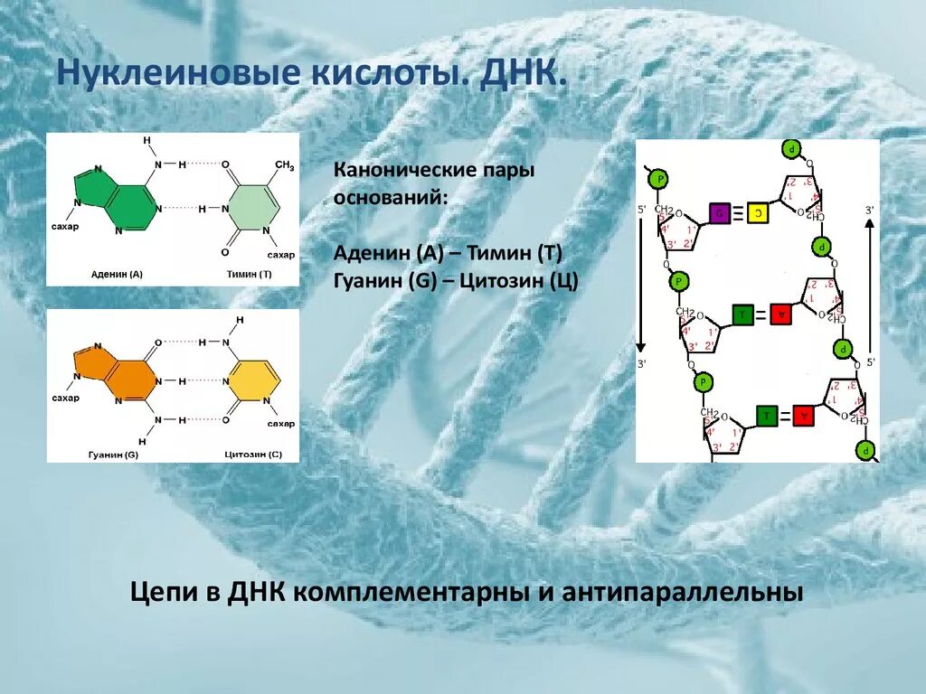 Комплиментарная цепь. Биология Тимин аденин гуанин. Нуклеиновые кислоты аденин гуанин. Аденин гуанин цитозин Тимин цепочка. Аденин гуанин цитозин Тимин комплементарность.