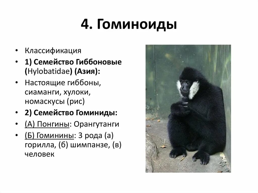 Приматы систематика. Классификация обезьян. систематика приматов. характерные черты приматов. особенности размножения приматов.