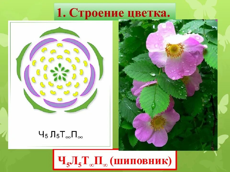 Формула и диаграмма цветка шиповника. Шиповник майский формула цветка. Диаграмма цветка шиповника. Семейство розоцветные строение цветка. Строение цветка шиповника биология 6 класс.