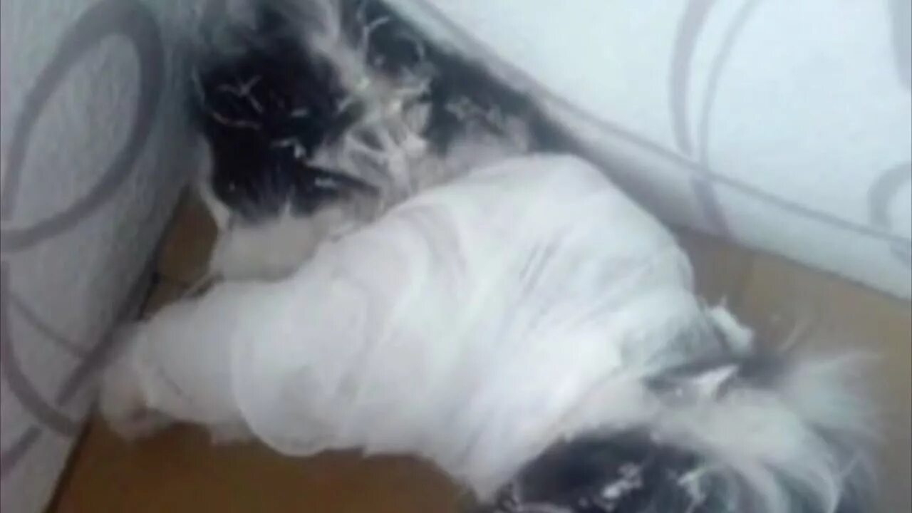 Зумеры сбросили котенка извинения. Кошка скинула котят. Кот смоленск. Кошка скинула котят. Живодерство над котами.