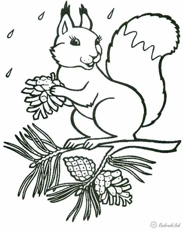 Раскраска белочка для детей распечатать A Call to Artists Can You Draw a Squirrel Squirrel coloring page, Animal colori