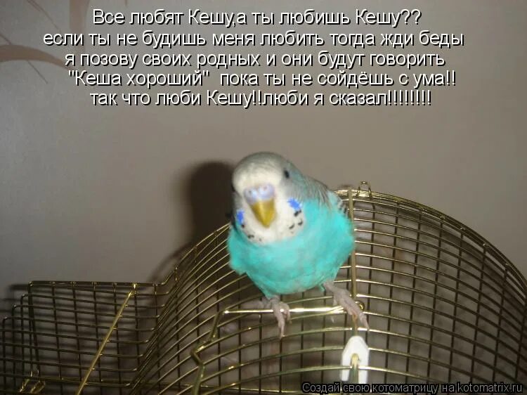 кеша хороший