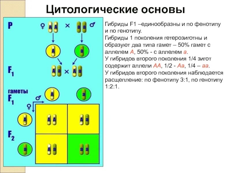 Цитологические основы моногибридного скрещивания схема. Генотип гибридов первого поколения. Составьте принципиальную схему моногибридного скрещивания. Цитологические основы моногибридного скрещивания.