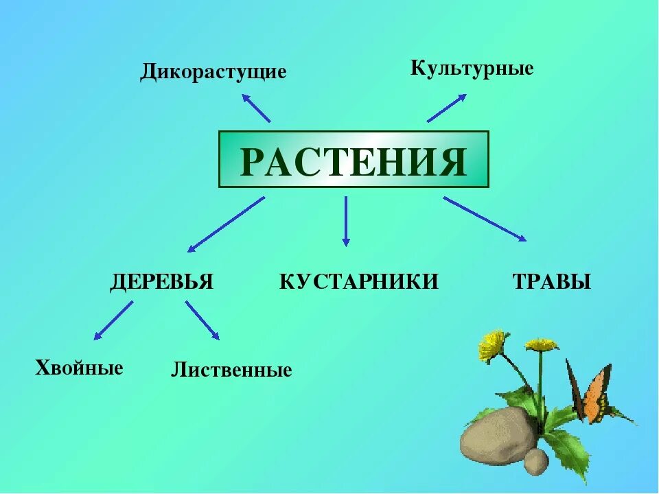 Запиши названия культурных растений. Травы дикорастущие и культурные. Культурные деревья кустарники травы. Дикорастущие деревья. Кустарники дикорастущие и культурные.