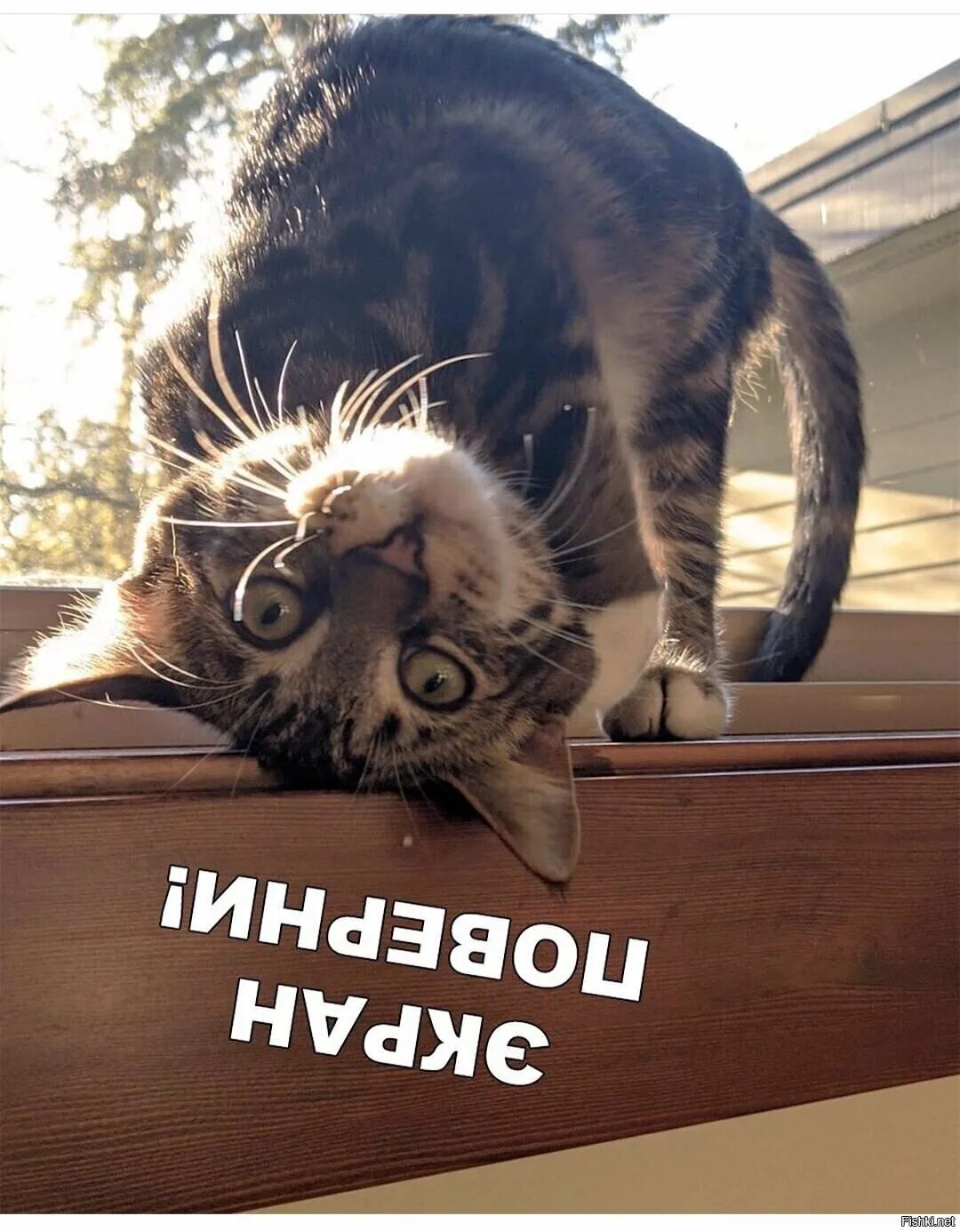 Доброе утро коты приколы. Доброе утро коты приколы