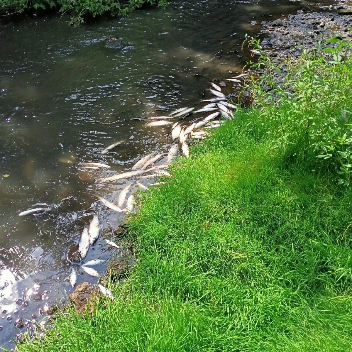 Рыбы орловской области. Река Кромы. Речная вода. Река Крома.