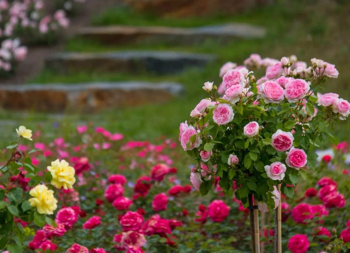 Какие розы цветут всю лета. Розы кустовые Ричмонд парк.