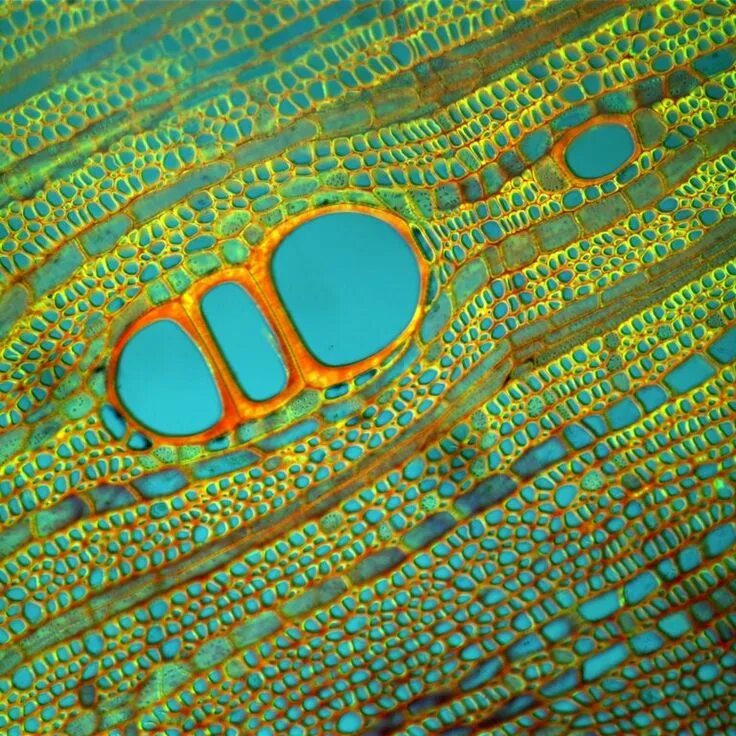 Specialised plant cells - Living organisms - KS3 Biology - BBC Bitesize