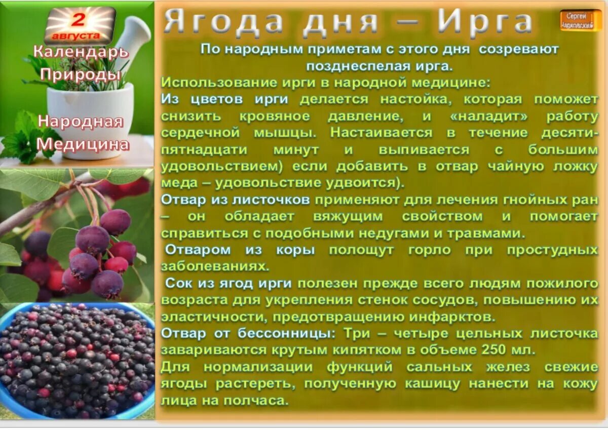 Настойка вред и польза. Ирга ягода витамины. Ирга ягода полезные. Ягода ирга полезные свойства для женщин. Ирга польза для здоровья.