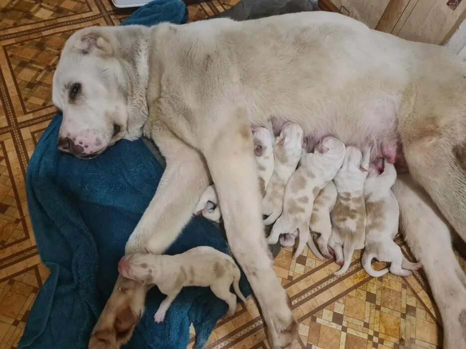 Как выглядит алабай в год Lost dog breed alabai, dog, white. The dog is old and needs treatment. Lost in t