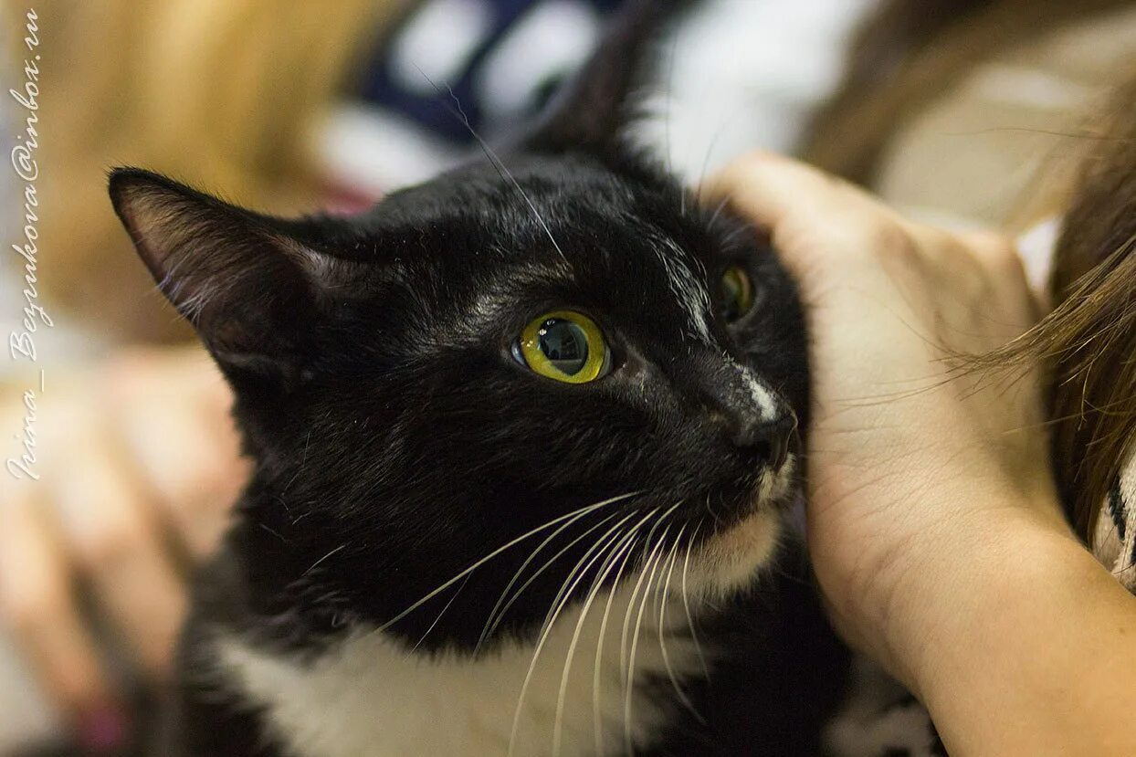 котофильм. котофильм. кото 90. кото 90. синемяу.