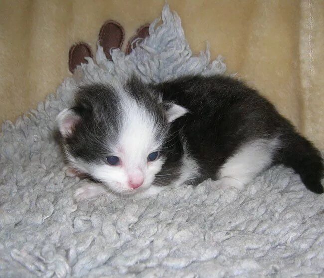 Котята которые только. Котята которые только родились. маленькие котята только родившиеся. котята маленькие только родились. новорожденный белый котенок.