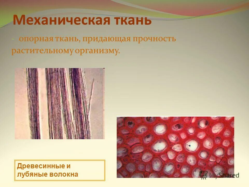 Механическая ткань какая часть растения