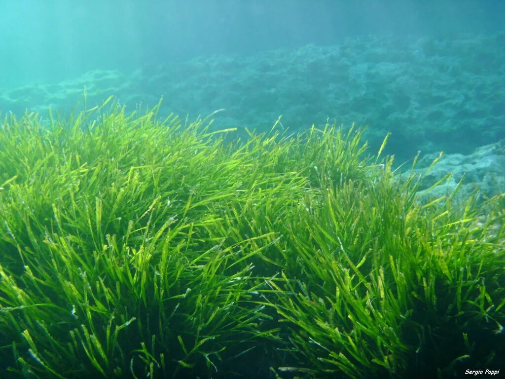 Зостера морская водоросль. Зостера взморник. Зостера водоросли Каспийского моря. Ленточная водоросль Посейдония.