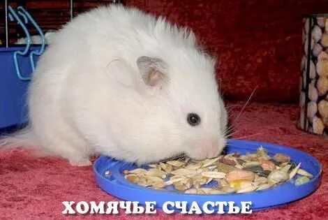 Имена для белого хомяка