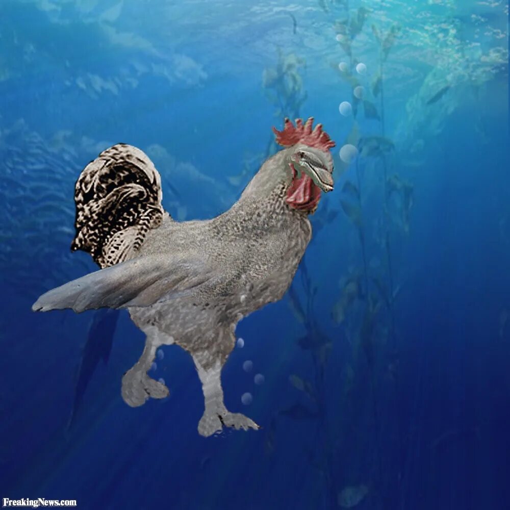 Морская курица. Морской петух. Морские куры. Курица плавает.